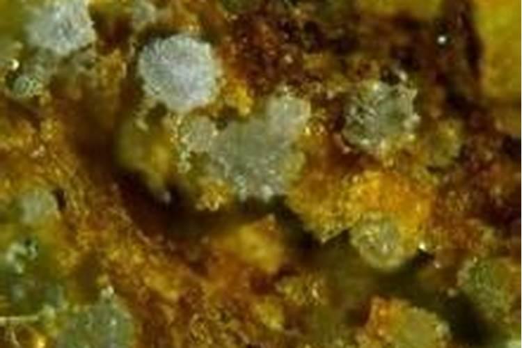 柠檬薄荷茶的饮用方法 爱美的女士可以来一杯