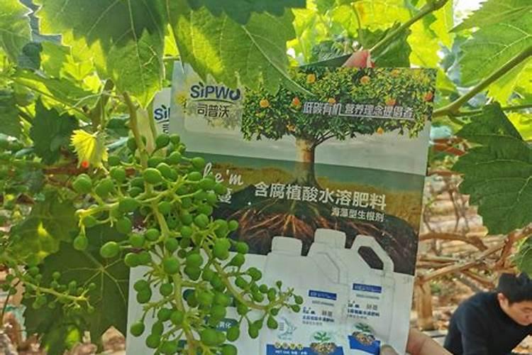 阳光玫瑰葡萄开花了,为什么刮风花穗会整株断了？