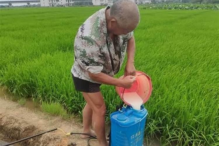 夏黑葡萄如何膨大增色