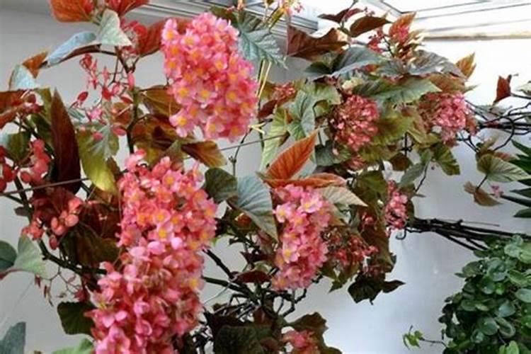 四季竹节海棠夏天怎么养 如何夏天养四季竹节海棠