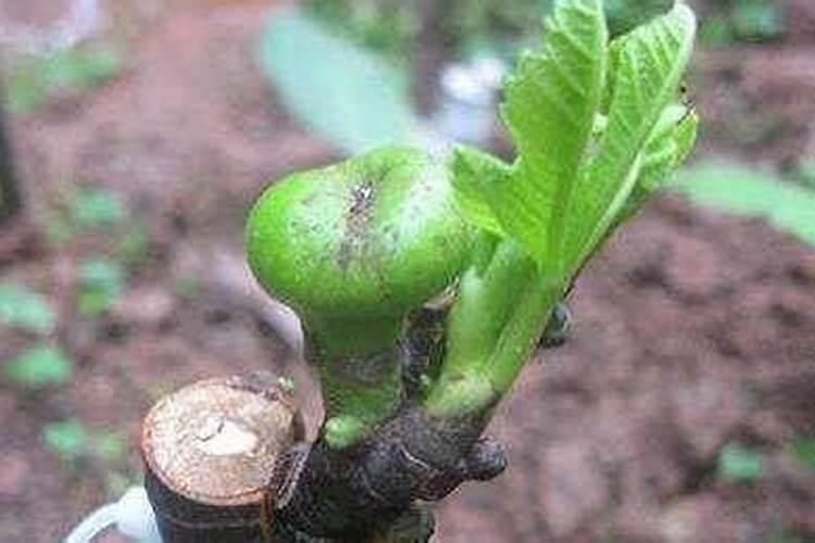 无花果怎样种植丰产结果多(无花果怎么施肥长得好)