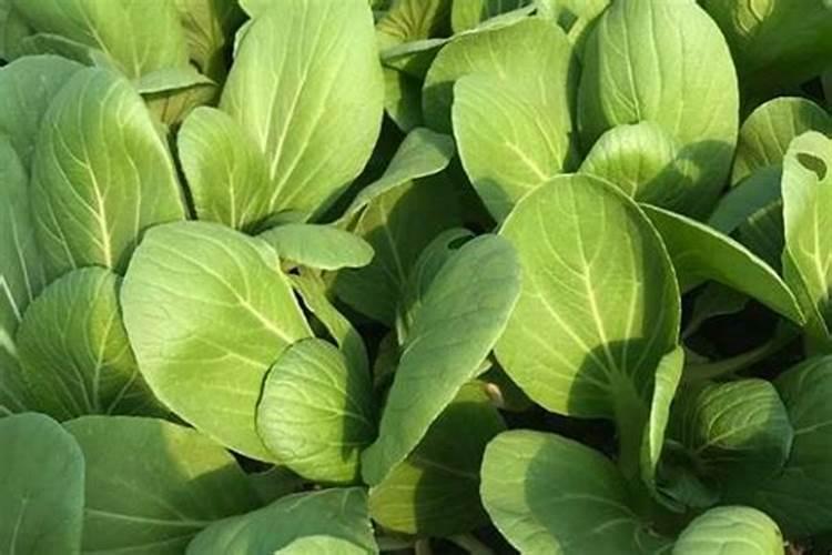 促进植物生根的肥料是钾肥还是磷肥