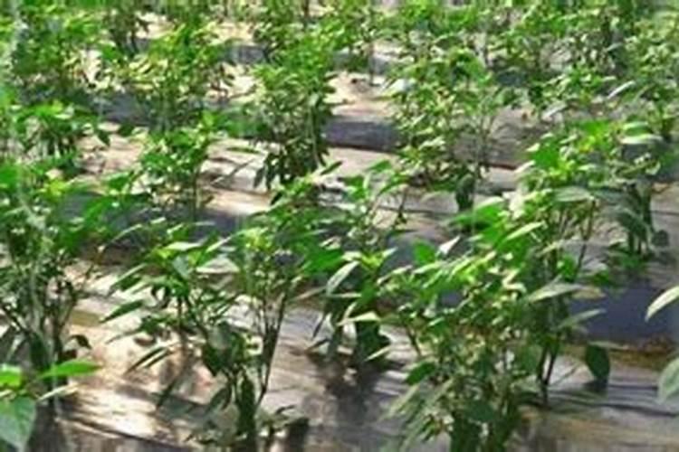 辣椒施肥要哪种肥比较好