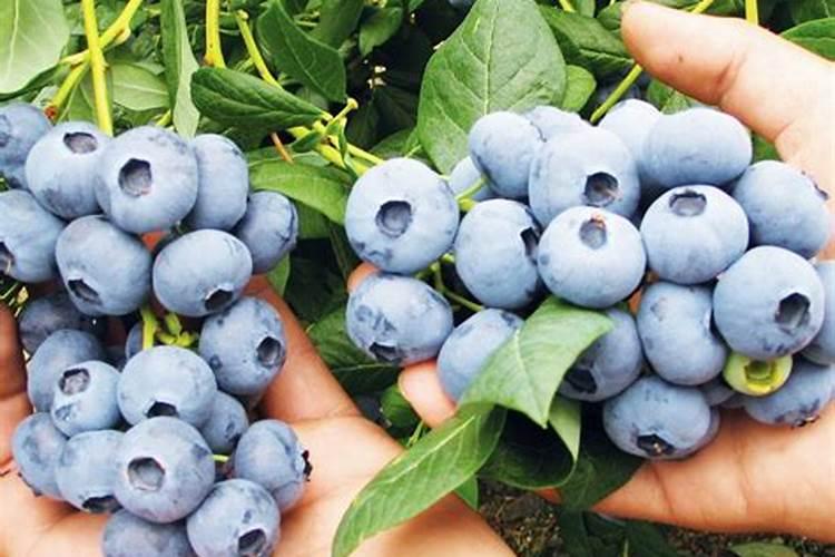 家里种花用什么肥料