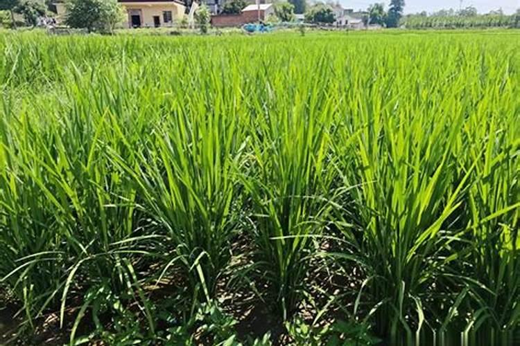 什么情况下需要喷叶面肥 绿植叶面肥施用指南