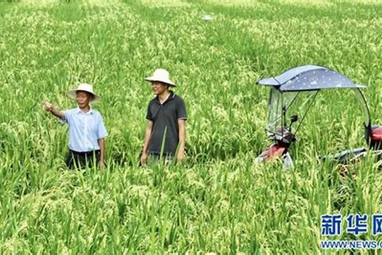 什么情况下需要喷叶面肥 绿植叶面肥施用指南