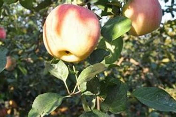 14年的小苹果树喂什么化肥最好？