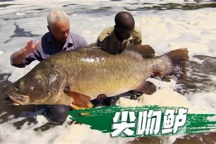 葡萄种植必须使用增甜剂吗？葡萄膨果期怎么管理果甜品质好