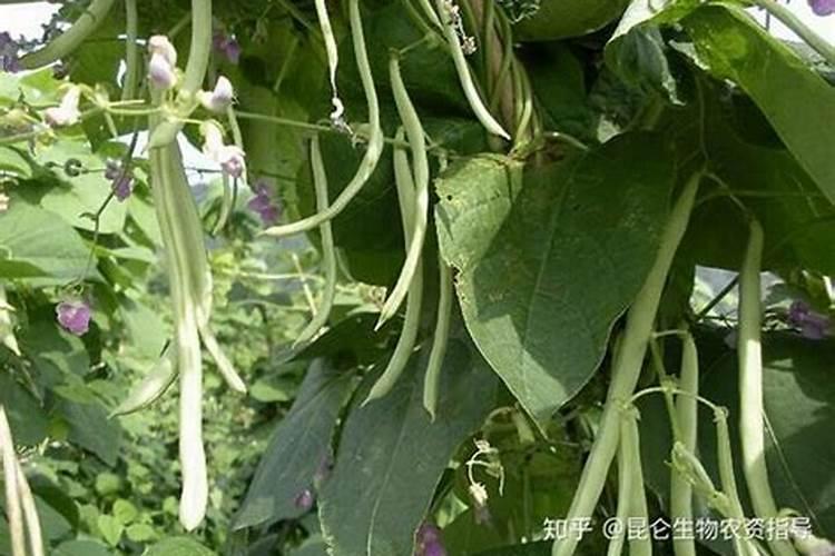 乙蒜素和冠菌清可以混用吗？