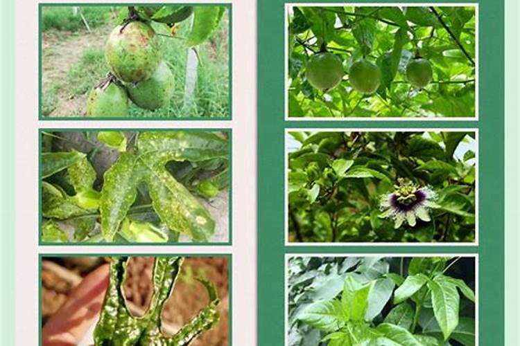 百香果什么时候施肥 种植百香果什么时间施肥最好
