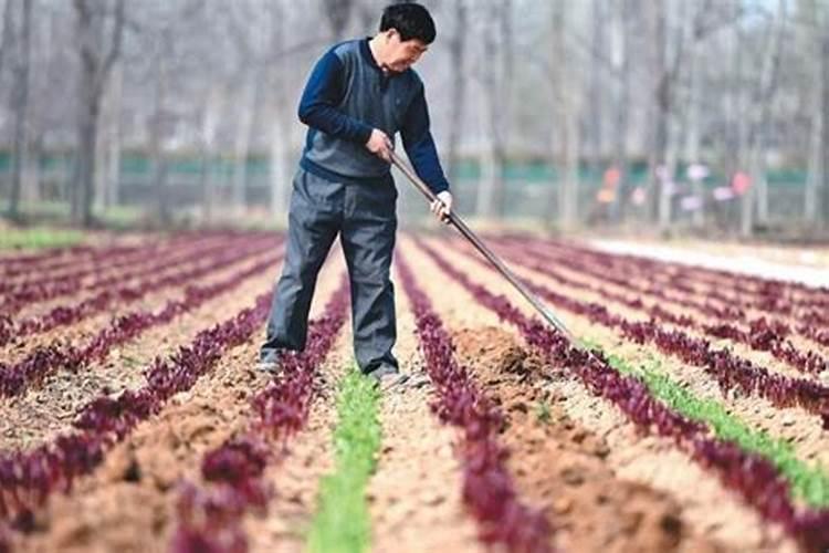 长寿花施肥用什么肥料