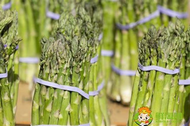 四季豆多久开花结果