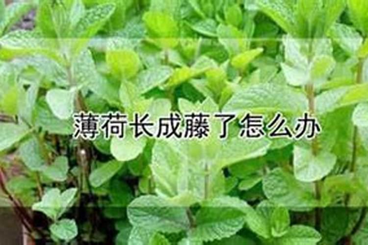 薄荷施什么肥,氮肥为主磷钾肥为辅(薄肥勤施)