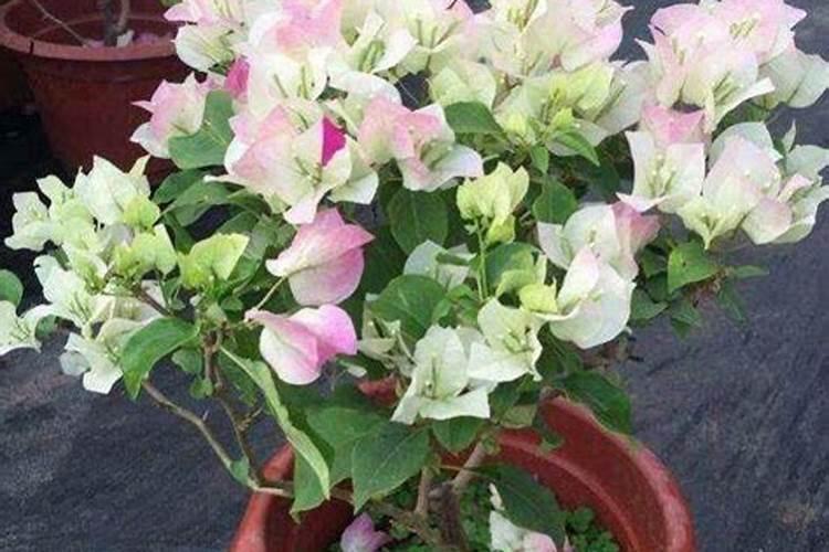 棉花打什么药好