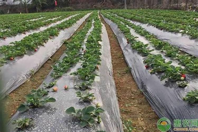 草莓是怎样种植