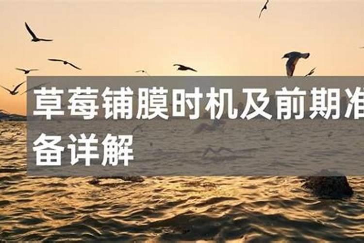 草莓浇水的正确方法