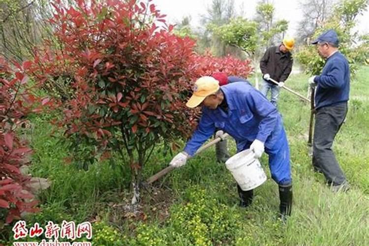 春季花卉什么时候施肥
