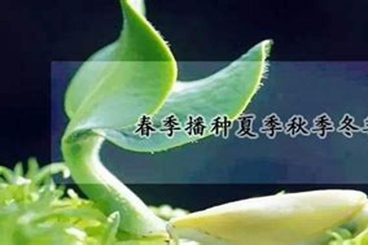茶花春天什么时候施肥