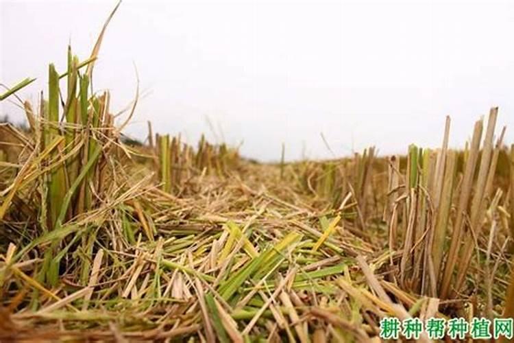 玉米秸秆还田需要再加什么化肥做底肥