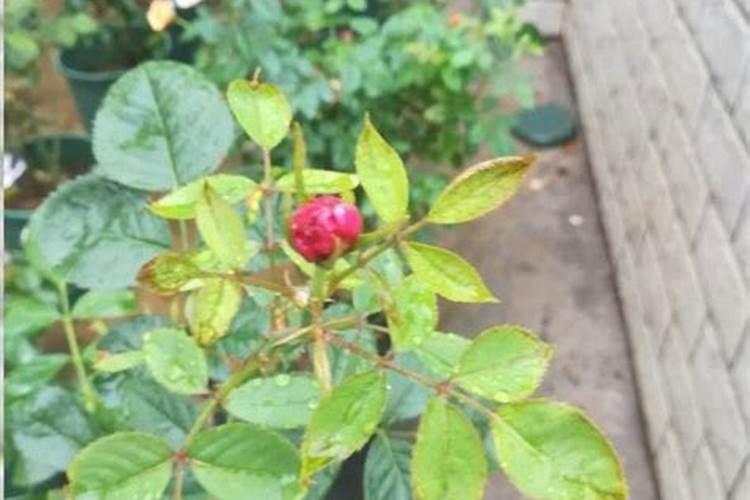 东阳联丰生物技术有限公司公司简介
