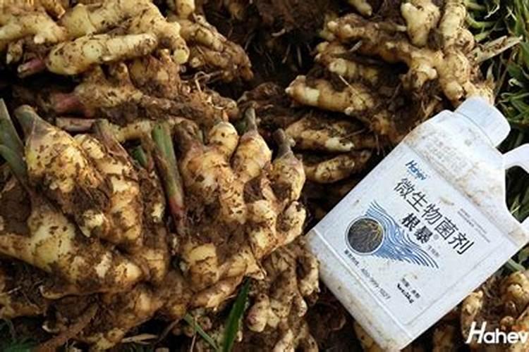 莲雾为什么会染色