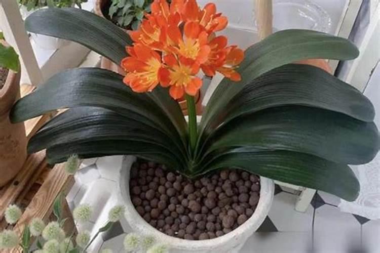 兰花根烂悼了还能栽活吗？怎样栽？