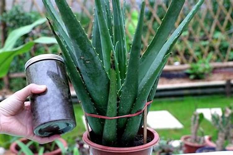 茶叶催芽剂什么药最好