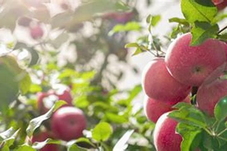 三月苹果追什么肥料好