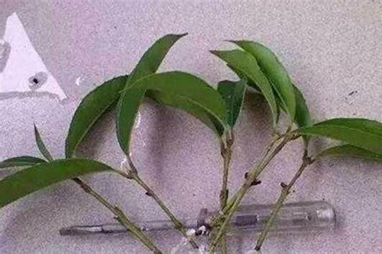 菱角种植时间,种植方法,采摘时间