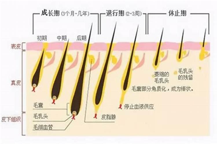 绿萝可以用养兰花的酸性营养土栽培吗？