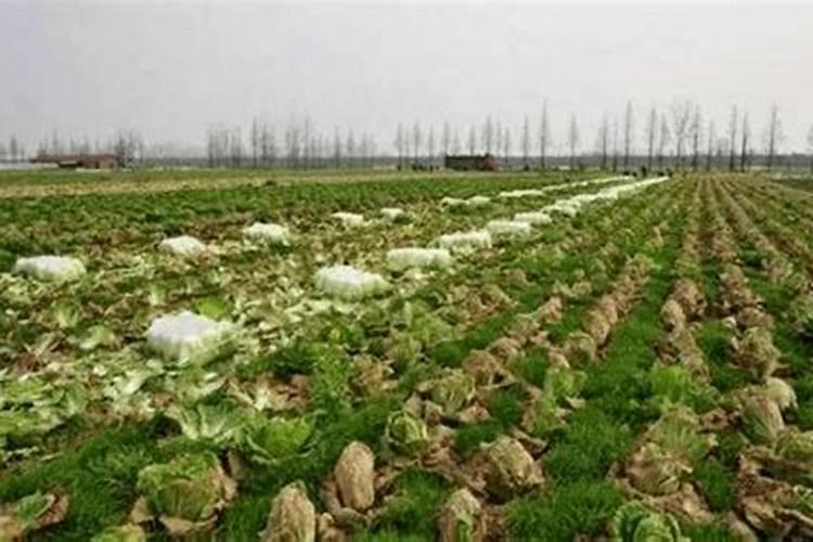 茄子施肥用什么肥料好