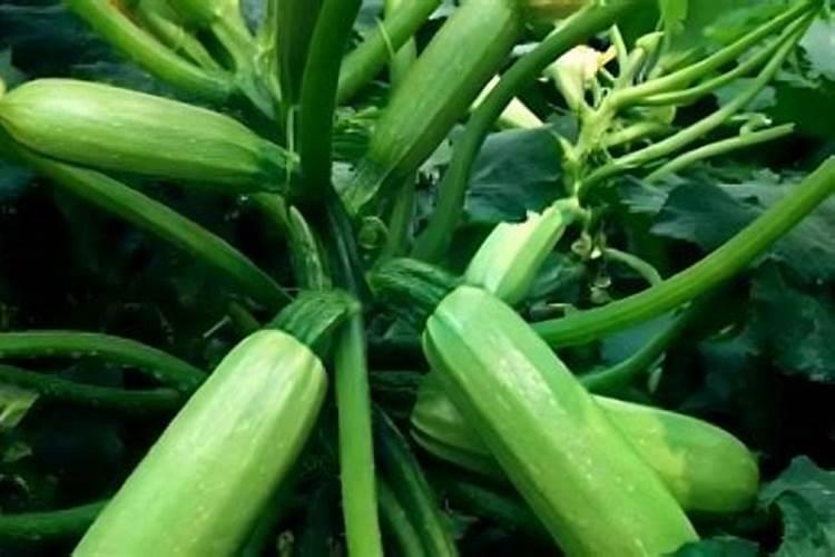 西葫芦如何种植技术