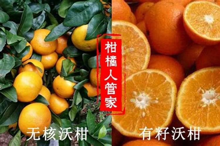 沃柑花期如何施肥保花保果？