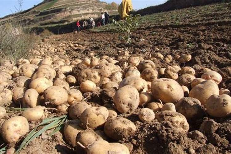 种植马铃薯怎样喷施叶面肥？马铃薯什么时候要喷施叶面肥？