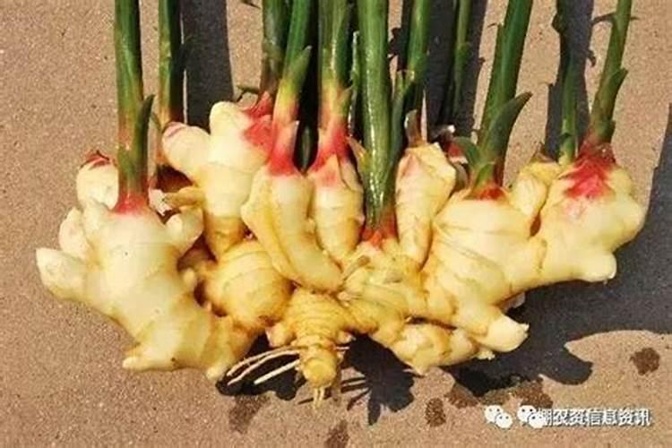 果树为何发生叶片失绿症