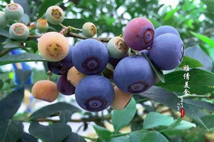 蓝莓用什么肥料
