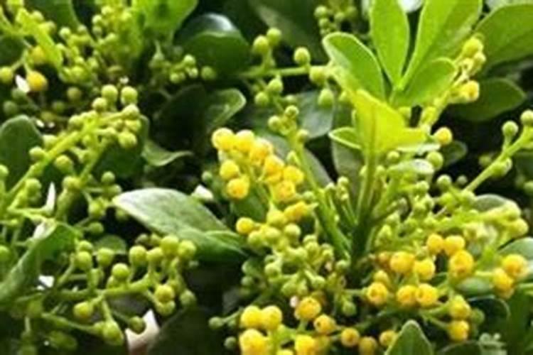 化工店里买的硼酸可以兑水浇花吗？