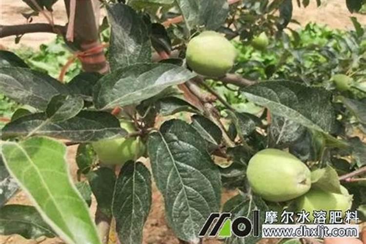 硝酸钾和硫酸钾哪个膨大好(膨果期用硝酸钾还是硫酸钾)
