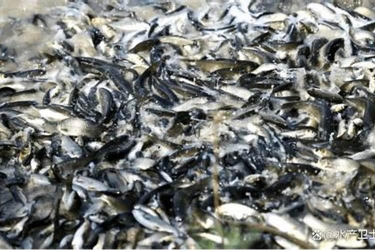 农民使用的化肥老三样是指什么