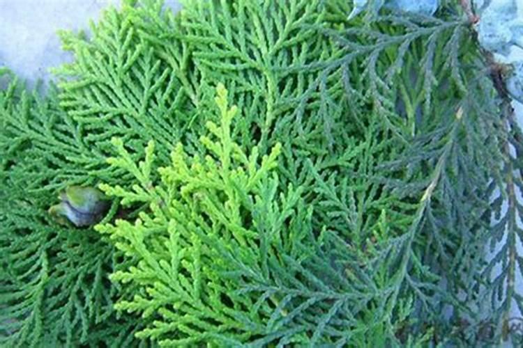 侧柏为什么不能种家里