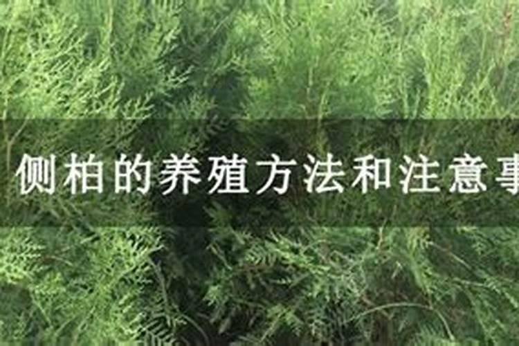 侧柏施肥用什么肥料,在什么时候施肥最好