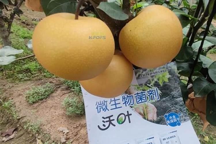 桃子树现在用什么肥料？