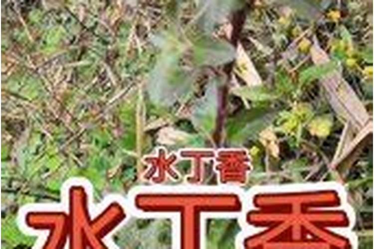 自制花肥多久浇为益 自制花肥几时浇最好