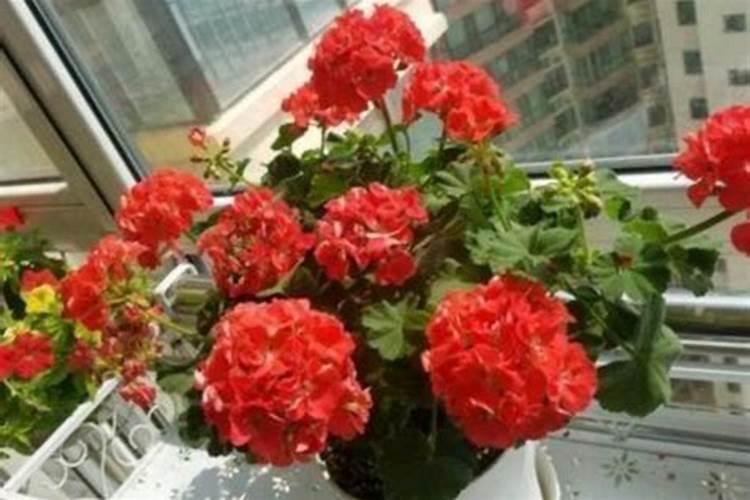 硫酸亚铁花肥片能浇花吗℃