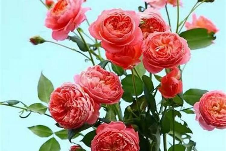 瓜果蔬菜喷叶面肥有什么好处