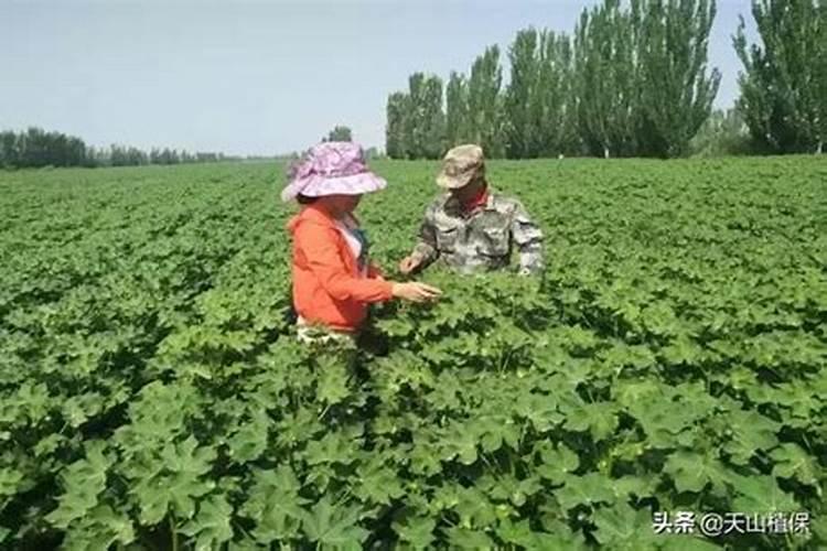 棉花什么时候追肥合适 高产追肥方法