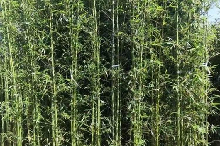 碳铵的正确使用方法
