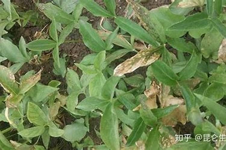 促进植物生根的方法是什么？