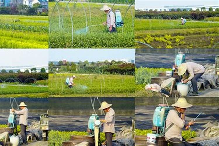 氨基酸叶面肥,能打西瓜吗