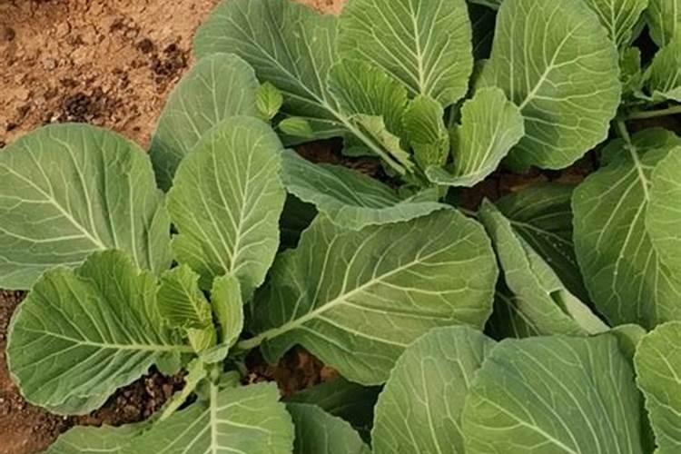 大棚甘蓝种植技术是什么